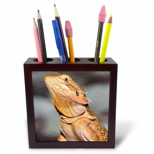 3dRose ph_83645_1 Bearded Dragon, Pogona Vitticeps, Lizard, Reptile-Na02 Aje0365-Adam Jones-Tile Pen Holder, 5-Inch