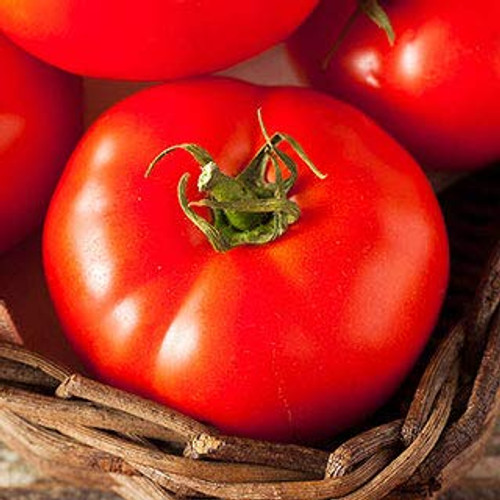 Park Seed Tomato Fireworks Organic Seeds  Includes 30 Seeds in a Pack