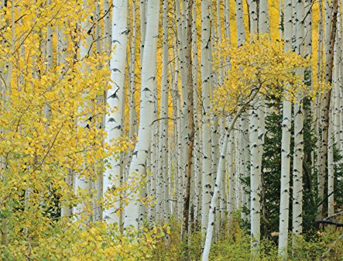 JP London PMUR2195 Peel and Stick Removable Wall Decal Sticker Mural, Golden Birch Forest Tree Trunks, 4 x 3-Feet