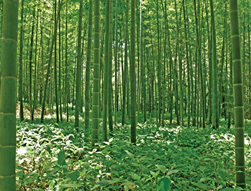JP London PMUR2171 Peel and Stick Removable Wall Decal Sticker Mural, Bamboo Forest Green Trees, 4 x 3-Feet