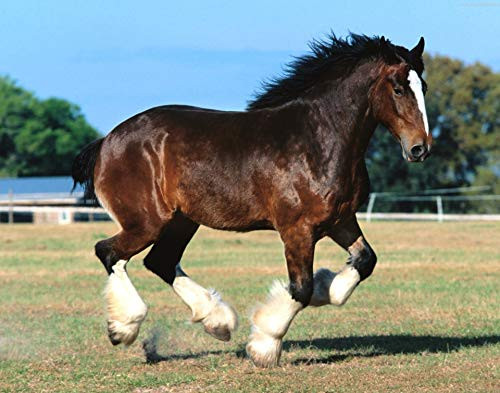 Horse 11 x 14 * 11x14 GLOSSY Photo Picture IMAGE  6