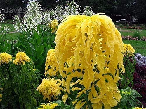 400 Plus Amaranthus Joseph s Coat Seeds  Yellow  - Rare Variety Seeds Summer Spring Garden  200-800 Seeds