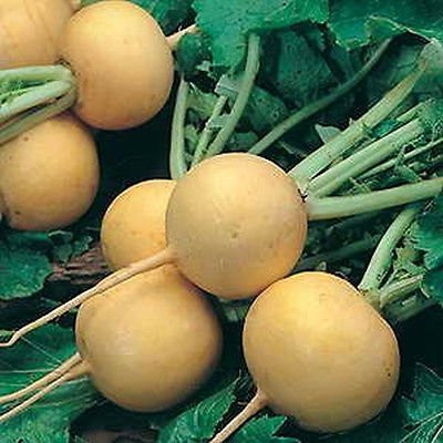Sow No GMO Turnip Golden Ball Sweet Tasty Root Crop Non-GMO Heirloom Vegetable 50 Seeds