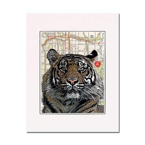 Kansas City Tiger - Sumatran Kansas City Zoo. Art Print. You Are Here. Gallery Quality. Matted at 11 inches x 14 inches and Ready to Frame.