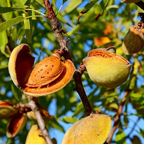 Live Plant - Almond Tropical Fruit Tree Nut Desmayo Largueta Varieties Hard Shell - Tropical Fruit Plant