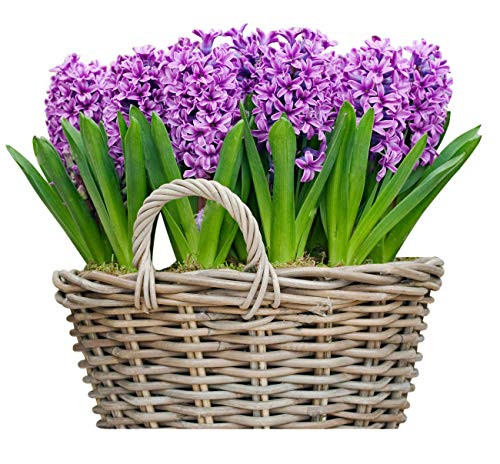 5 Purple Hyacinth Bare Root Bulbs Bulbs Only - Miss Saigon - No Basket