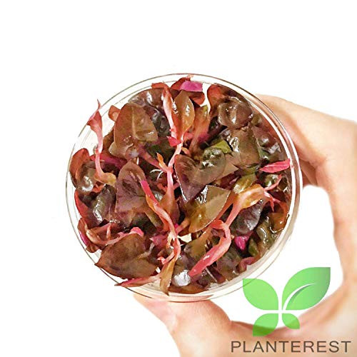 Planterest - Alternanthera Reineckii Rosaefolia Red Tissue Culture Background Easy Live Aquarium Plant Decorations BUY2GET1FREE