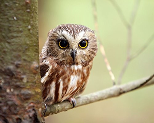 Owl 8 x 10 * 8x10 Photo Picture IMAGE  21 *SHIPS FROM USA*