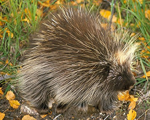 Porcupine 8 x 10 * 8x10 GLOSSY Photo Picture IMAGE  3