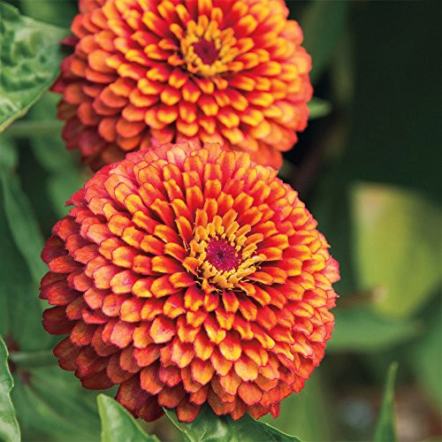 Park Seed Crouching Tiger Zinnia Seeds  Pack of 50 Seeds