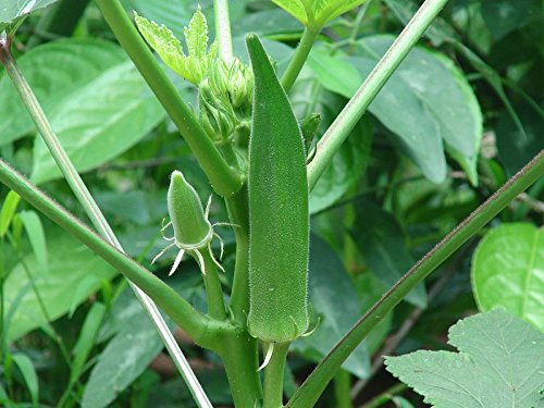 100 Clemson Spineless Okra Seeds