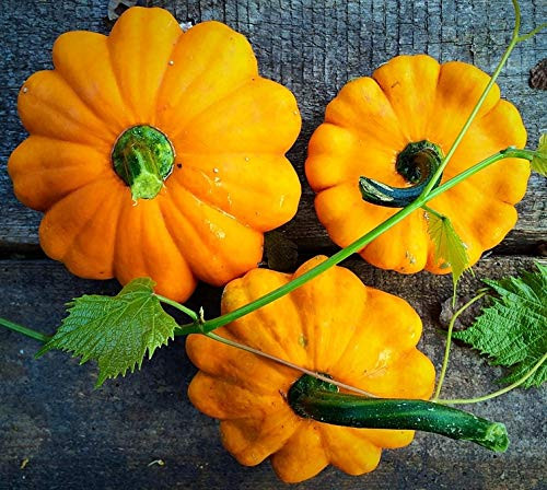 NIKA SEEDS - Vegetable Yellow Patty Pan Squash Scallop - 20 Seeds