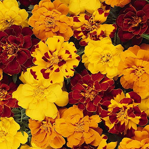 Outsidepride French Marigold Outback Mix Flower Seeds - 250 Seeds