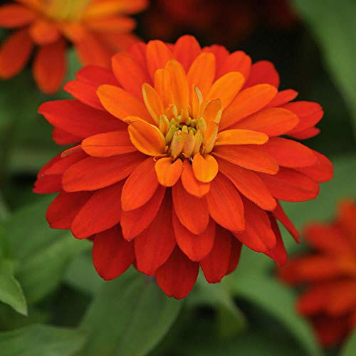 Outsidepride Zinnia Zahara Double Fire Flower Seeds - 50 Seeds