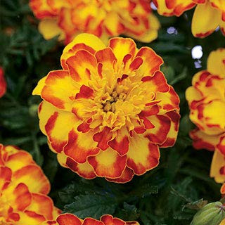 Park Seed Marigold Flamenco Seeds  Includes 25 Seeds in a Pack