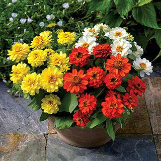 Park Seed Profusion Double Sunrise Mix Zinnia Seeds  Includes 25 Seeds in a Pack