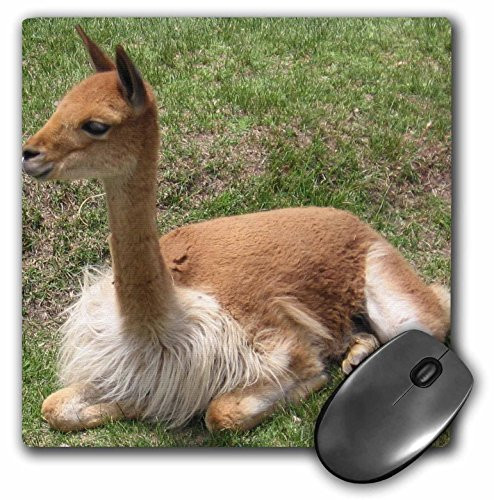 3dRose LLC 8 x 8 x 0.25 Inches Mouse Pad  Llama in Peru Travel Photography Animals  mp_29335_1