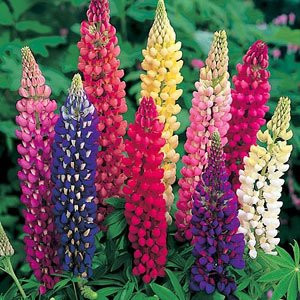 Lupine Russell Strain Mixture Nice Garden Flower by Seed Kingdom 500 Seeds