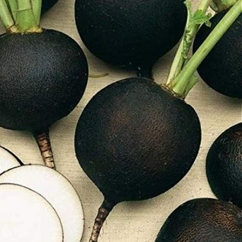 NIKA SEEDS - Vegetable Radish Black Winter Round Heirloom - 100 Seeds