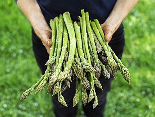 NIKA SEEDS - Vegetable Asparagus Early California F1-30 Seeds