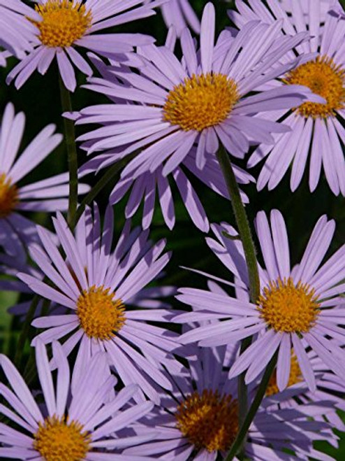 Symphyotrichum novae-angliae   New England Hardy Aster   100_Seeds