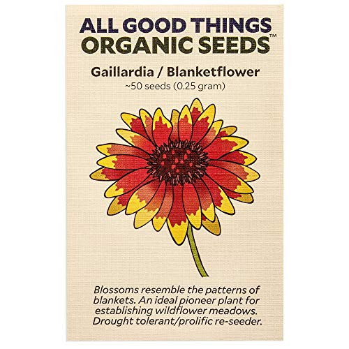 Gaillardia aristata Flower Seeds  ~50   Certified Organic  Non-GMO  Heirloom  Open Pollinated Seeds from The United States