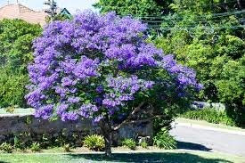 New Jacaranda Mimosifolia - Jacaranda  Jacaranda MIMOSIFOLIA  Blue Flowering Tree  10  plus Seeds !