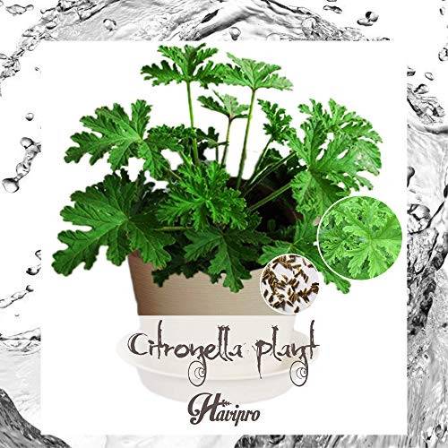 Citronella-Seeds - Citronella-Seeds-for-Planting - Mosquito-Repellent-Seeds-for Home Garden Citronella-Seeds - Citronella-Seeds-for-Planting - Mosquito-Repellent-Seeds-for Home Garden