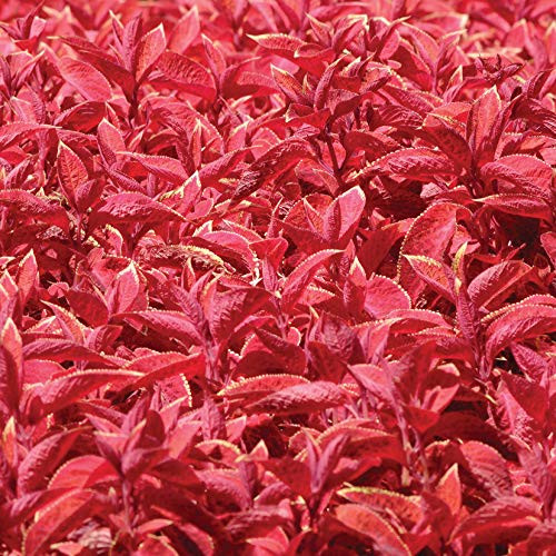 Outsidepride Coleus Wizard Sunset - 200 Seeds