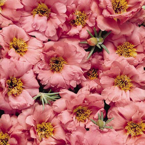 Outsidepride Portulaca Moss Rose Sundial Peach Ground Cover Plant Seed - 500 Seeds