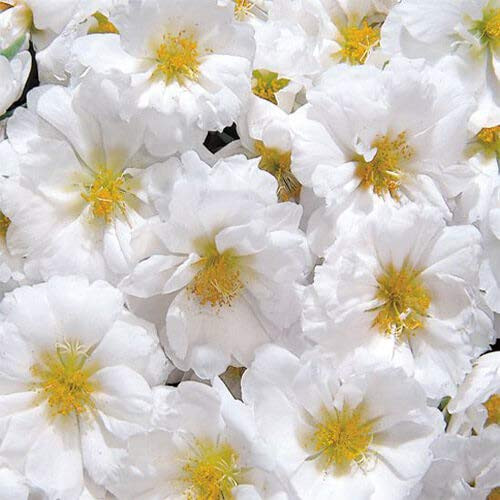 Outsidepride Portulaca Moss Rose Sundial White Ground Cover Plant Seed - 500 Seeds