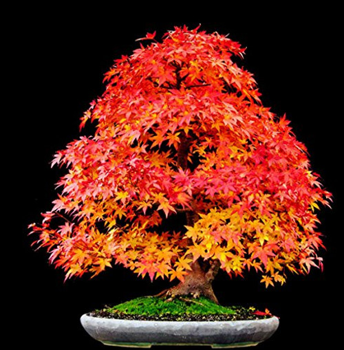 RED Sunset Japanese Maple Landscaping Tree Seeds Bonsai 10~100 Packs RED Sunset Japanese Maple Landscaping Tree Seeds Bonsai 10~100 Packs