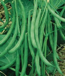 Contender Stringless Bush Bean-400 plus Seeds-VALUE PACK!