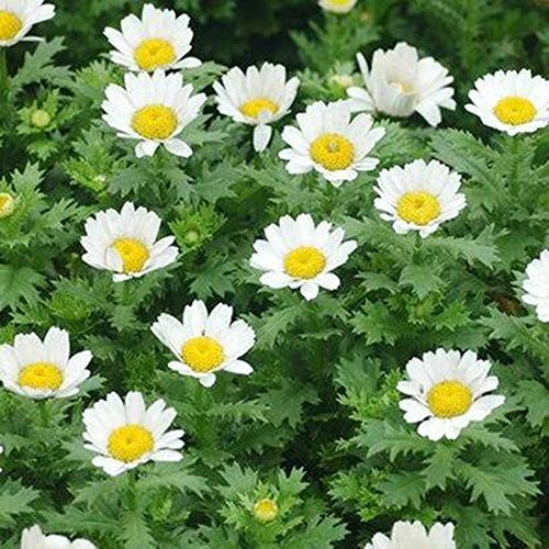 UtopiaSeeds Creeping Daisy Seeds - Annual  Full Sun Daisy - Approximately 6 000 Seeds
