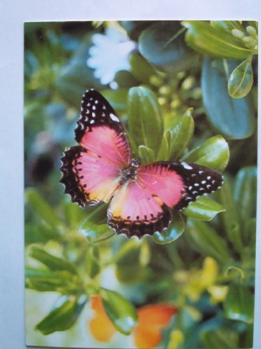 Sunshine Greeting Card  Thank You