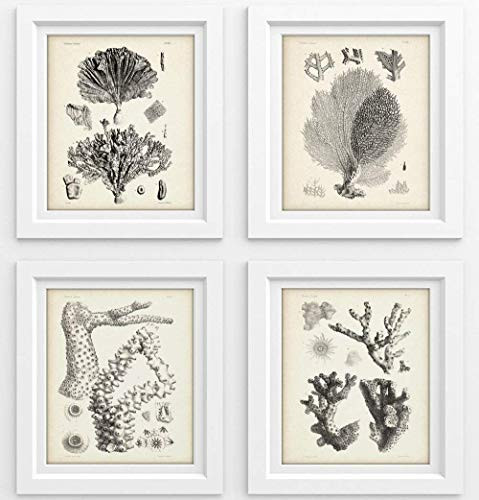 Coral - Set of 4-11x14 Unframed Art Prints - Makes a Great Beach House Decor Under 25