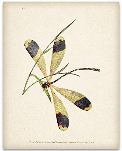 Dragonfly on Leaves - 11x14 Unframed Art Print - Great Gift and Decor for Home and Office Under 15