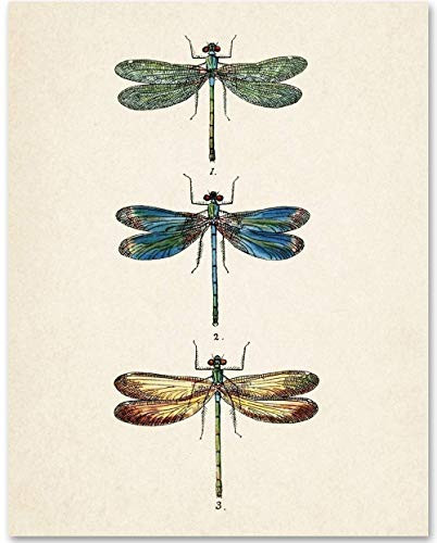 Dragonflies Art Picture - 11x14 Unframed Art Print - Makes a Great Home Decor Under 15