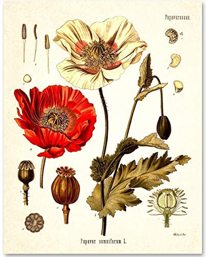 Opium Poppy Plant - 11x14 Unframed Art Print - Makes a Great Gift Under 15 for Biologists or Home Decor