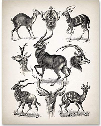 Antelope - Ernst Haeckel - 11x14 Unframed Art Print - Makes a Great Gift Under 15 for Home Office Wall Decor