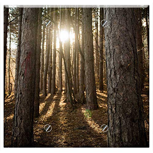 Double Blank Wall Plate Cover - Wood Tree Nature Light Leaf Landscape Sun