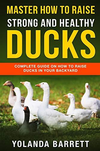 Master How To Raise Strong And Healthy Ducks  Complete Guide On How To Raise Ducks In Your Backyard  First Timers