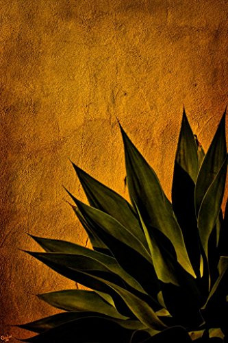 Agave On Adobe Sunset by Chris Lord Photo Photograph Cool Wall Decor Art Print Poster 24x36