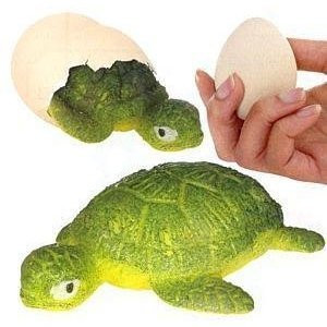 Toysmith Hatchin' Grow Turtle (Assorted Styles)