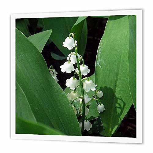 3dRose Lily of The Valley-Iron On Heat Transfer, 10-inch, for White Material (ht_158130_3) 3dRose Lily of The Valley-Iron On Heat Transfer, 10-inch, for White Material (ht_158130_3)
