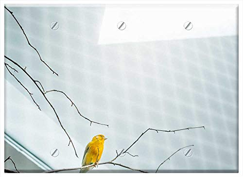 Triple Blank Wall Plate Cover - Bird Yellow Cage Bird Cage Aviary Sun