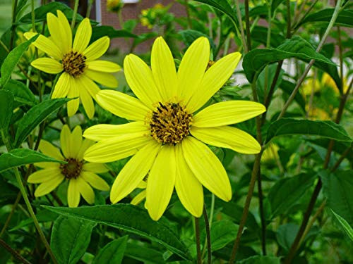 Lemon Queen Sunflower Seeds for Planting   50 plus Pack of Seeds   Grow Exotic Lemon Sunflowers   Rare Garden Seeds for Planting