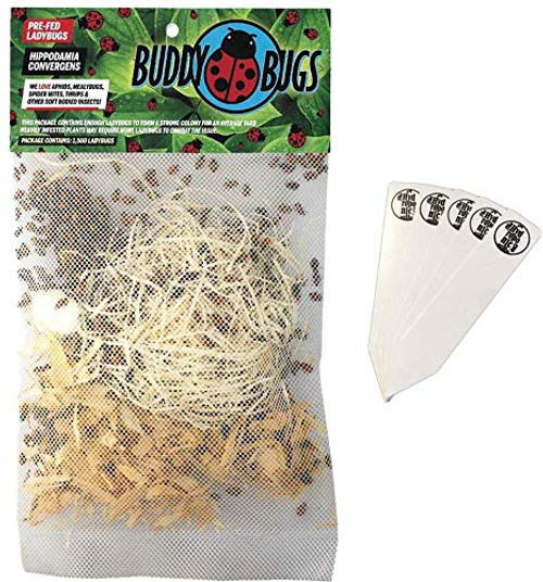 1500 Pre-Fed Live Ladybugs   BuddyBugs   Hippodamia Convergens   Guaranteed Live Delivery   Targets Aphids  Moth Eggs  Mites  Scales  Thrips  Leafhoppers  Mealybugs and Other Insects  plus THCity Stakes
