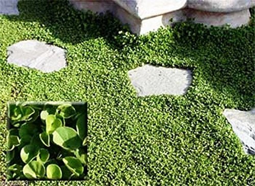 Dichondra Repens Seeds-stays neat all year with no mowing! ½ ounce 6 065 seeds