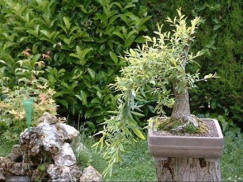 Black Willow Bonsai Tree - Thick Trunk Root Stock - Live Indoor or Outdoor Bonsai Tree Cutting - Get a Mature Looking Bonsai Fast - Much Better Than Tree Seeds